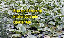 Biga'nın Gözbebeği Nilüfer Gölü’nde Çiçekler Açtı