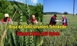Biga’da Tahıl Ürünleri Tehlikede: Süneye Karşı Acil Eylem