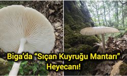 Biga’da “Sıçan Kuyruğu Mantarı” Heyecanı!