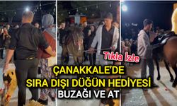 Çanakkale’de Sıra Dışı Düğün Hediyesi: Buzağı ve At!