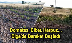 Domates, Biber, Karpuz: Biga’da Bereket Başladı