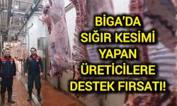Biga’da sığır kesimi yapan üreticilere destek fırsatı