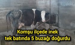 Komşu ilçede inek tek batında 5 buzağı doğurdu