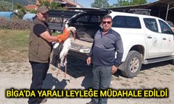 Biga'da Yaralı Leyleğe Müdahale Edildi