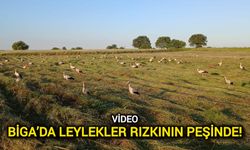 Biga’da Leylekler Rızkının Peşinde!