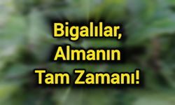 Bigalılar, almanın tam zamanı!