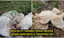 Biga’da et tadında doğal mucize: Çakşır mantarıyla tanıştınız mı?