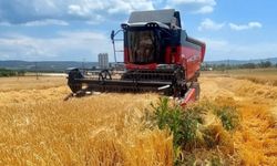 Çanakkale’nin Gelibolu ilçesinde ilk arpa hasadı yapıldı