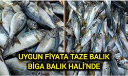 Uygun Fiyata Taze Balık Biga Balık Hali’nde
