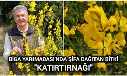 Biga Yarımadası’nda Şifa Dağıtan Bitki: Katırtırnağı