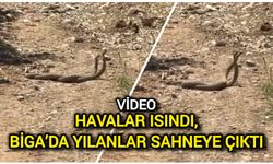 Havalar Isındı, Biga’da Yılanlar Sahneye Çıktı