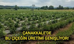 Çanakkale’de bu çiçeğin üretimi genişliyor!