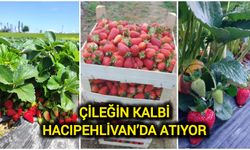 Çileğin Kalbi Hacıpehlivan’da Atıyor