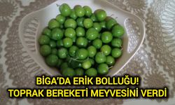 Biga’da Erik Bolluğu! Toprak Bereketi Meyvesini Verdi