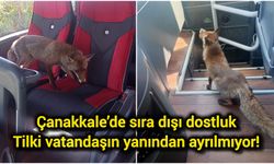 Çanakkale’de sıra dışı dostluk: Tilki vatandaşın yanından ayrılmıyor!