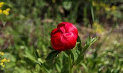 Ender görülen İtecik lalesi kan kırmızısı rengiyle açtı