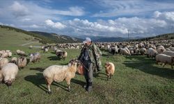 Küçükbaş hayvan üreticilerine destek ödemesi yapılacak