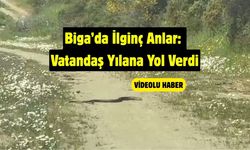 Biga’da İlginç Anlar: Vatandaş Yılana Yol Verdi