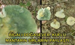 Bigalı doğasever, küflü mantarın sırlarını paylaştı