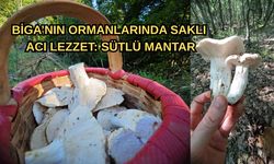Biga’nın Ormanlarında Saklı Acı Lezzet: Sütlü Mantar