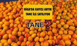 Biga’da kayısı artık tane ile satılıyor
