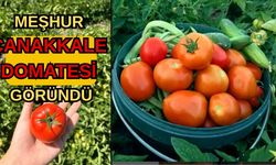 Meşhur Çanakkale domatesi göründü