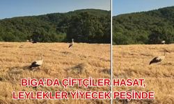 Biga’da çiftçiler hasat, leylekler yiyecek peşinde