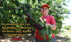 Çanakkale'nin çay bardağına sığmayan kirazları yurt dışına gönderiliyor