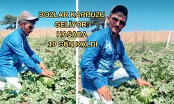 Bozlar karpuzu geliyor: Hasada 10 gün kaldı