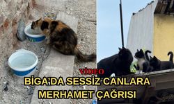 Biga’da sessiz canlara merhamet çağrısı