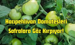Hacıpehlivan Domatesleri Sofralara Göz Kırpıyor!
