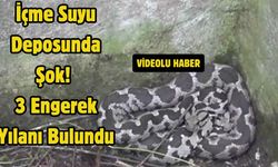 İçme Suyu Deposunda Şok! 3 Engerek Yılanı Bulundu