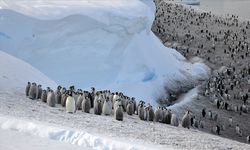 İmparator penguen nüfusu, 15 yılda yüzde 22 azaldı