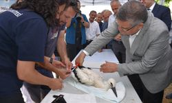 Leylek yavruları sağlık kontrolünden geçirildi