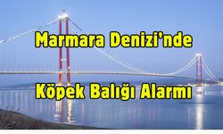 Marmara Denizi’nde Köpek Balığı Alarmı