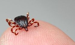 Sağlık Bakanlığı'ndan Kırım Kongo Kanamalı Ateşi hastalığına ilişkin açıklama