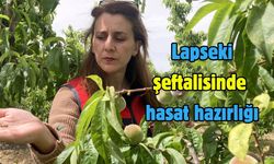Lapseki şeftalisinde hasat hazırlığı