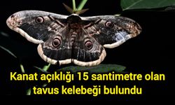 Kanat açıklığı 15 santimetre olan tavus kelebeği bulundu