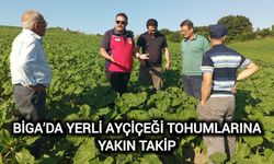 Çanakkale Biga’da Yerli Ayçiçeği Tohumlarına Yakın Takip