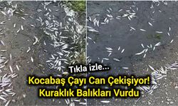 Kocabaş Çayı Can Çekişiyor! Kuraklık Balıkları Vurdu