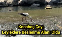 Kocabaş Çayı Leyleklere Beslenme Alanı Oldu