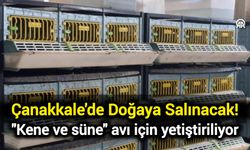 Çanakkale'de doğaya salınacak! "Kene ve süne" avı için yetiştiriliyor
