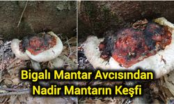Bigalı Mantar Avcısından Nadir Mantarın Keşfi