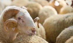 Uzmanlar Uyarıyor: Kurban Kesimi Ehli Kişilerce Yapılmalı