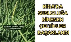 Çanakkale Biga’da susuzluğa direnen çeltikler başaklandı