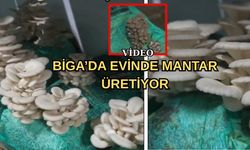 Çanakkale Biga’da evinde mantar üretiyor