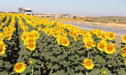 Çanakkale’de "gündöndü" tarlaları sürücülere renkli rota sunuyor