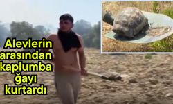 Alevlerin arasından kaplumbağayı kurtardı