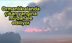 Ormanlık alanda çıkan yangına müdahale ediliyor