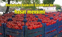 Domatesin başkenti Çanakkale’de hasat mevsimi